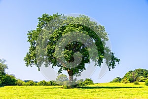 One tree in the green fields of countryside and blue sky