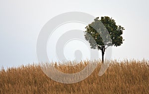 One tree on hill