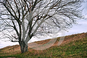 One tree without leaves is on the hill - beautiful autumn landscape in forest and moody sky