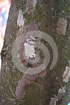 Identifying Spotted Lanternfly Egg Masses photo