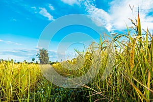 One tree in the middle of the cornfield