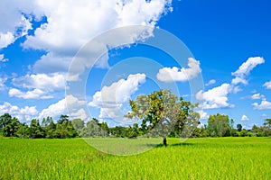 One tree in the middle of the cornfield