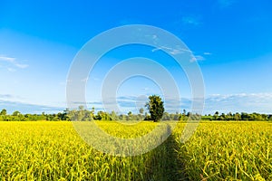 One tree in the middle of the cornfield
