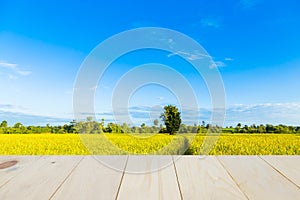 One tree in the middle of the cornfield