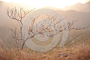 One tree and mountain
