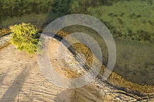 One tree near water of al qudra lake photo