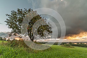 One tree on an oblique field