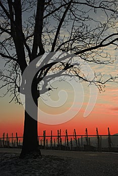 One tree, one sunset
