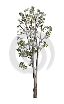 One tree plant isolate on white background