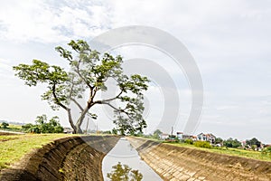 The one tree on rice field