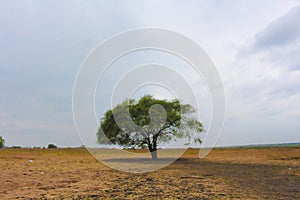 One Tree in savana