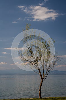 One tree on the shore of Ohrid lake