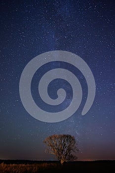 One tree stand on night stars background