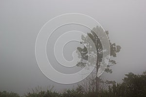 One tree standing alone in foggy. Mystery background.