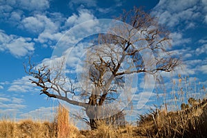 One tree standing on the edge