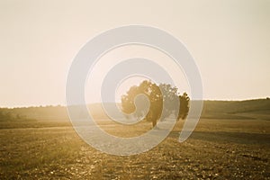 One tree on sunset in the field