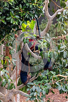 One tree trimmer in tree