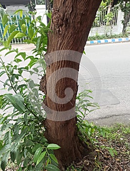 One of tree on trotoar.