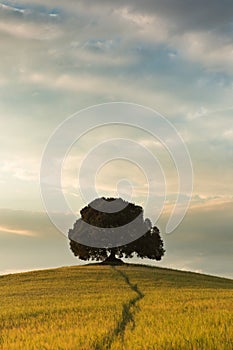 One tree in Tuscany