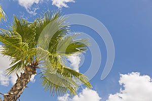 One Tropical Palm Tree Against Blue Sky and Clouds