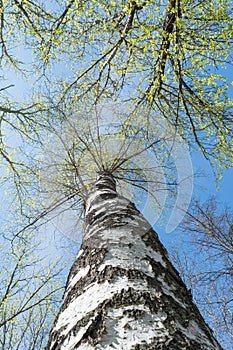 One trunk of a birch with rare branches and small green leaves on a background of the blue sky, a sunny background