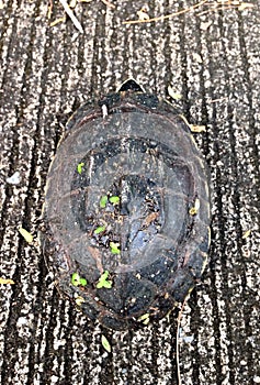 One turtle is walking on the street.