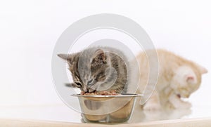 One of two adorable furry kitten eating cat food from the bowl