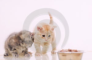 One of two adorable furry kitten observing cat food from the bow