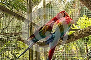 one of two green-winged macaws nibbling