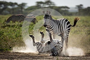 One of two zebras lying on her back with legs up having a dust b