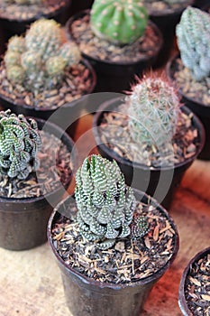 one type of cactus sold at the bazaar, this cactus looks fresh and well cared for by the owner