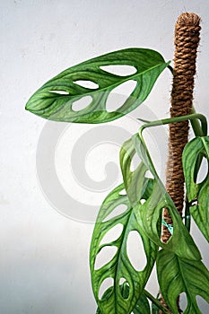 One type of monstera plant that grows vines.