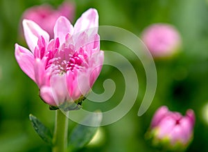 One type of pink chrysanthemum flowers or Thai name call Mam Chompoo and also show part of leaves with stalk on green background