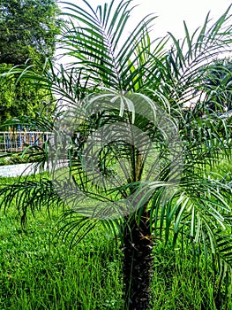 One type of plant name date palm.Growing datepalm
