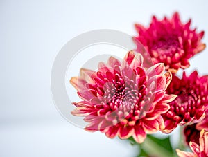 One type of red orange chrysanthemum flowers on white and gray background