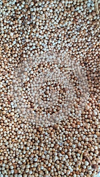 One type of spice, namely coriander, is sold in traditional markets photo