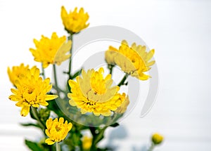 One type of yellow chrysanthemum flowers or Thai name is Appa Lueang on white and gray background