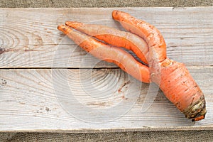 One ugly carrot are lying on grey wooden planks on burlap.