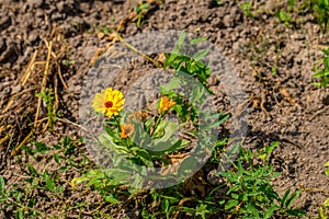 One orange tagetes in the garden