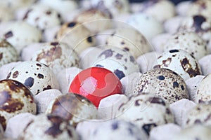 One unique red egg between quail eggs.