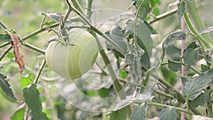 One unripe round green tomatoes hang on a bush in a greenhouse.