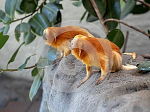 Unusually colored Golden Lion Tamarin, Leontopithecus rosalia