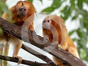 Unusually colored Golden Lion Tamarin, Leontopithecus rosalia