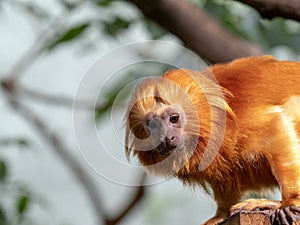 Unusually colored Golden Lion Tamarin, Leontopithecus rosalia