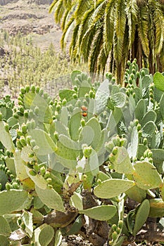 One of the varieties of cacti