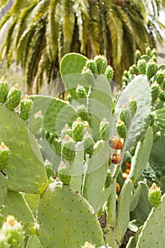 One of the varieties of cacti