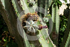 One of the varieties of cacti