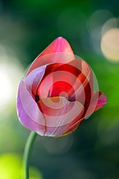 One vertical red tulip in garden with green bloor background