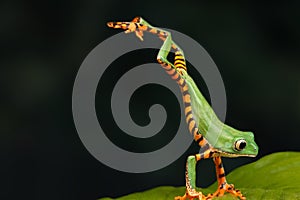 One very interesting moment in nature. Green frog up close. The frog jumps on a green leaf. Dark background.