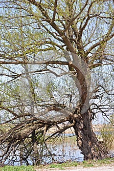 This is one very old tree found along the shores of Lake Erie.